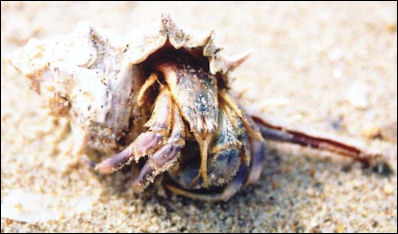 20120519-crabs Hermit_crab ff.jpg